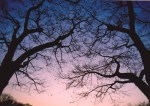 environment-counseling-trees-purple-sunset