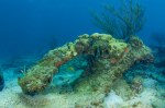 environment_marine_ocean